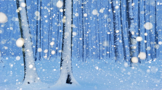 The magical forest, by Sandra Bartocha (Germany); The Veolia Environnement Wildlife Photographer of the Year is owned by the Natural History Museum and BBC Wildlife Magazine