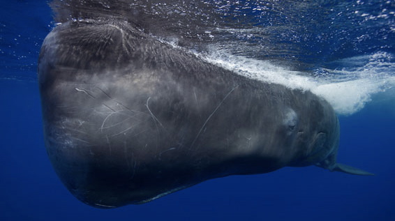 Giant encounter, by Tony Wu (USA); The Veolia Environnement Wildlife Photographer of the Year is owned by the Natural History Museum and BBC Wildlife Magazine