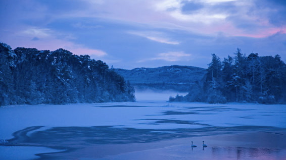 Swan loch, by Sam Cairns (UK); The Veolia Environnement Wildlife Photographer of the Year is owned by the Natural History Museum and BBC Wildlife Magazine